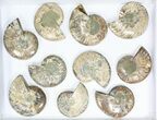 Lot: - / Cut Ammonite Pairs (Grade C) - Pieces #77105-2